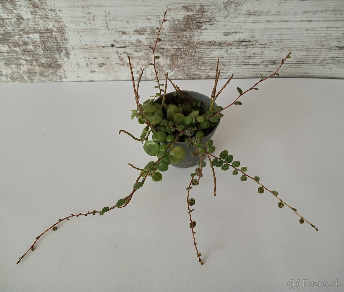 Peperomia prostrata