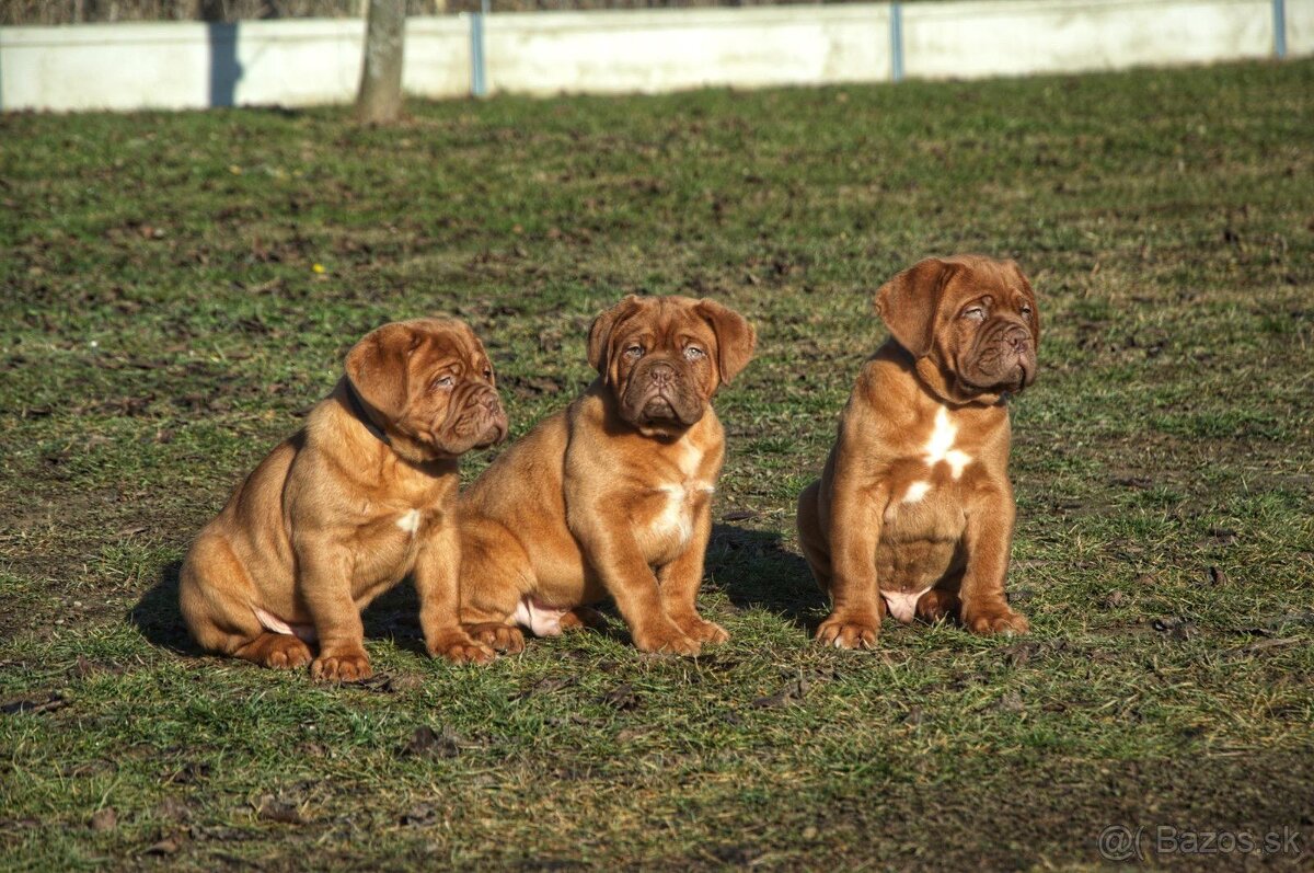 Dogue de Bordeaux, Bordo doga, Bordeauxská doga