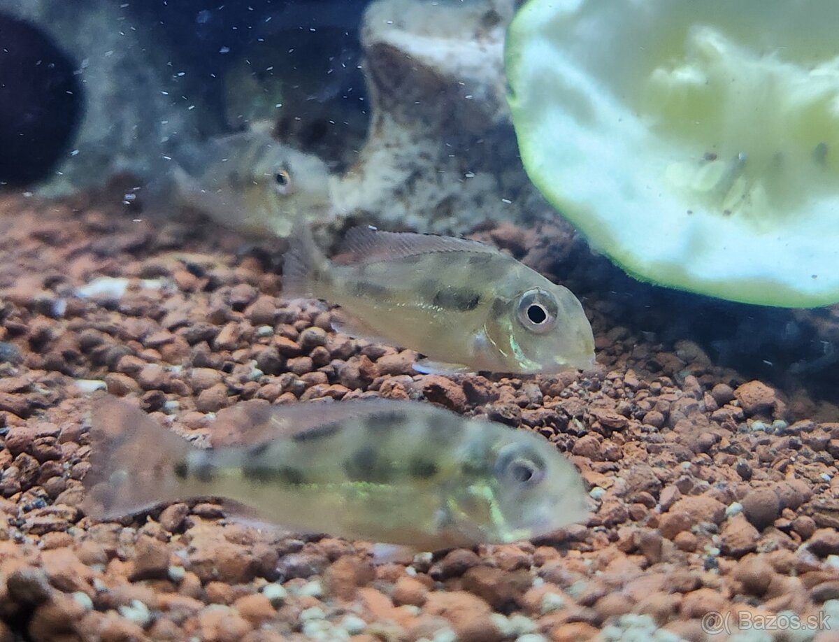 Geophagus SVENI odchov