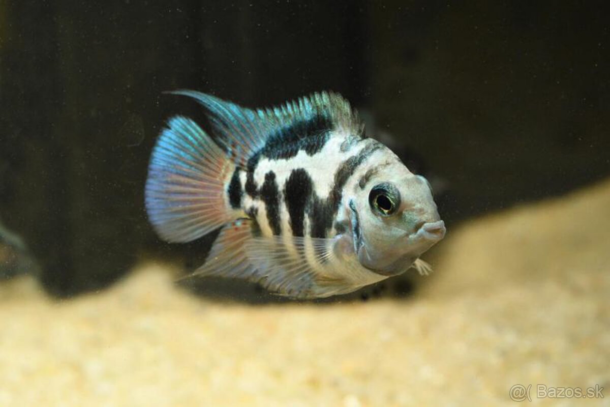 CICHLASOMA SP. TIGER BLUE PARROT