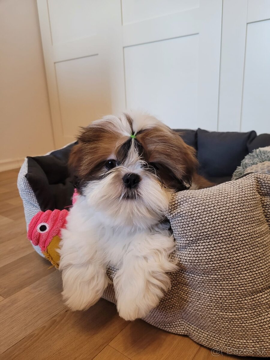 Shih-tzu s PP,  Shih Tzu s PP