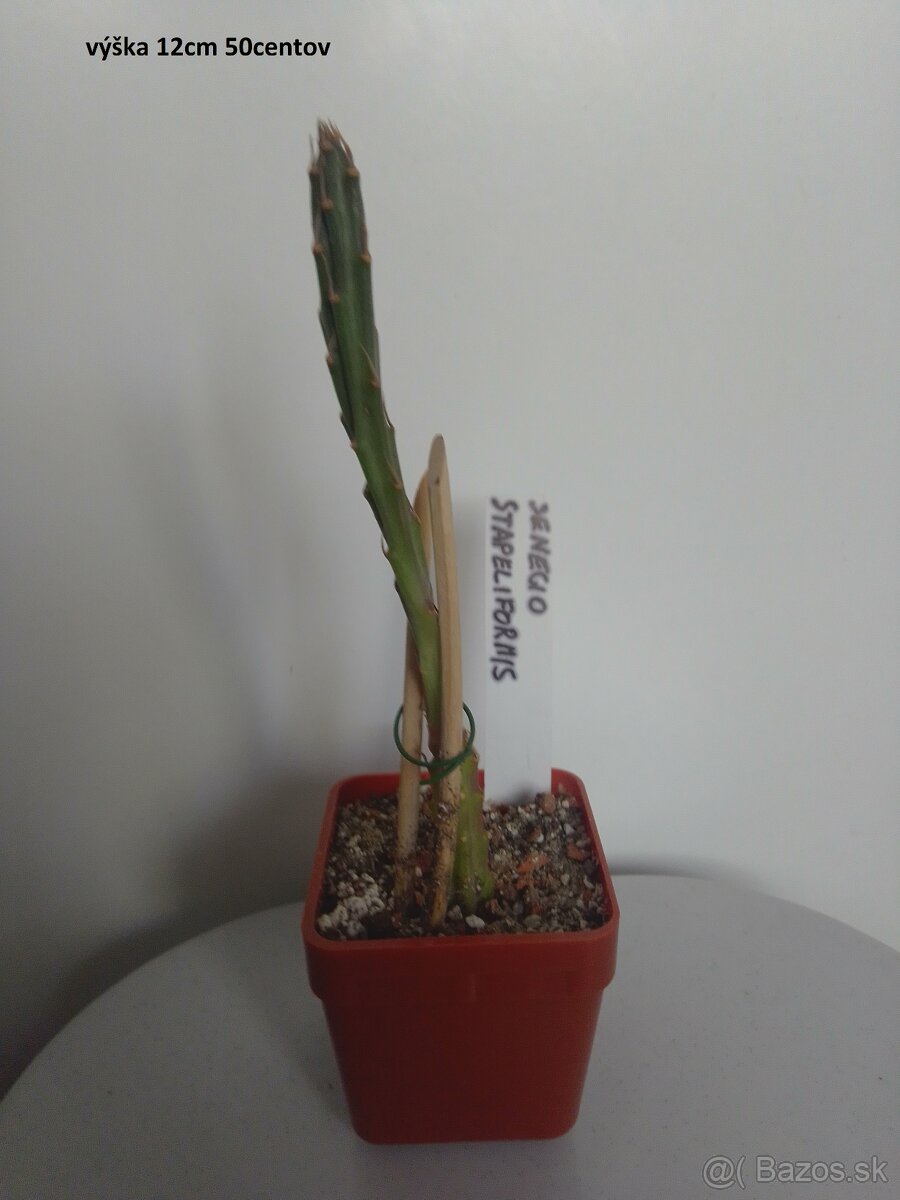 kaktusy a sukulenty