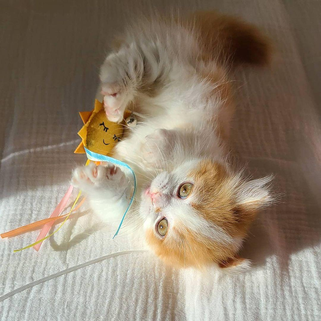 Zadarmo Munchkin Kittens.