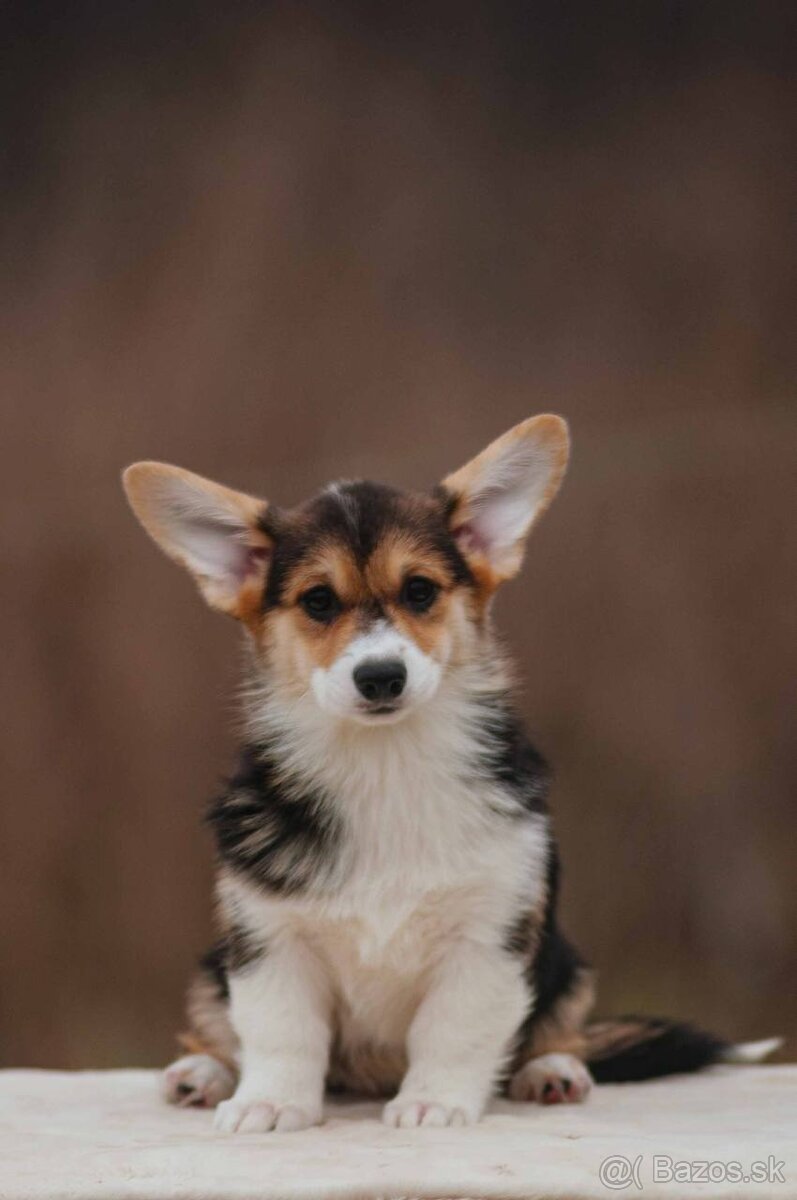 Welsh Corgi Pembroke