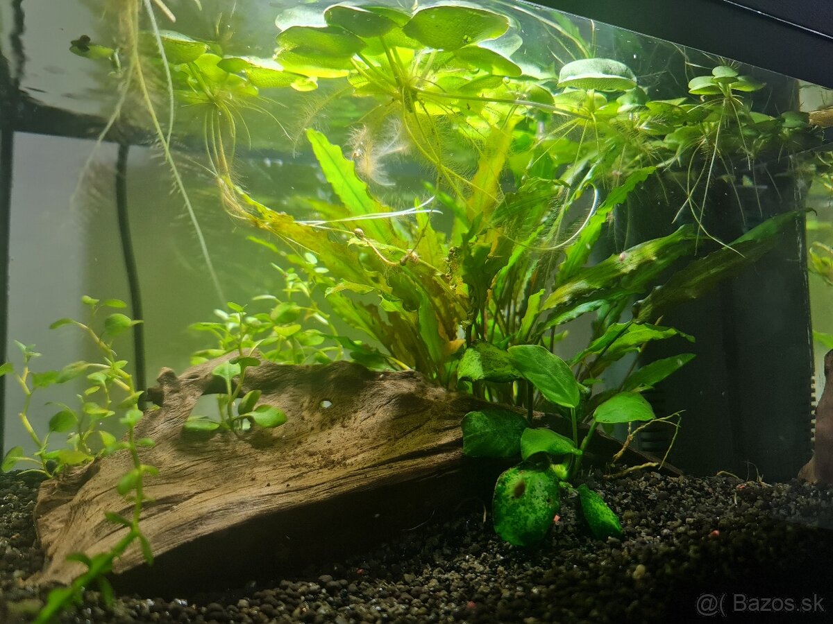 Akvarium 10 litrove