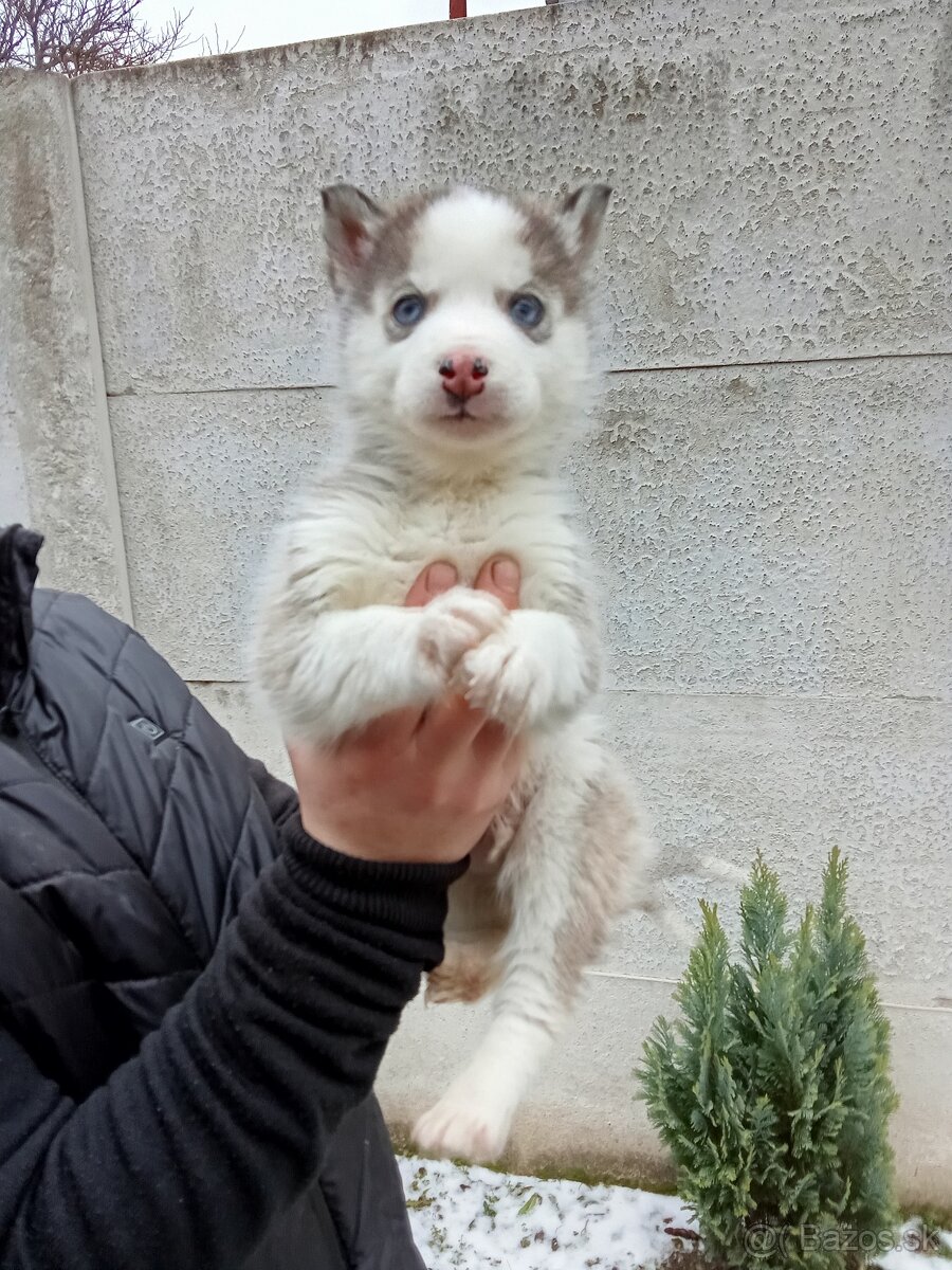 Szibériai husky