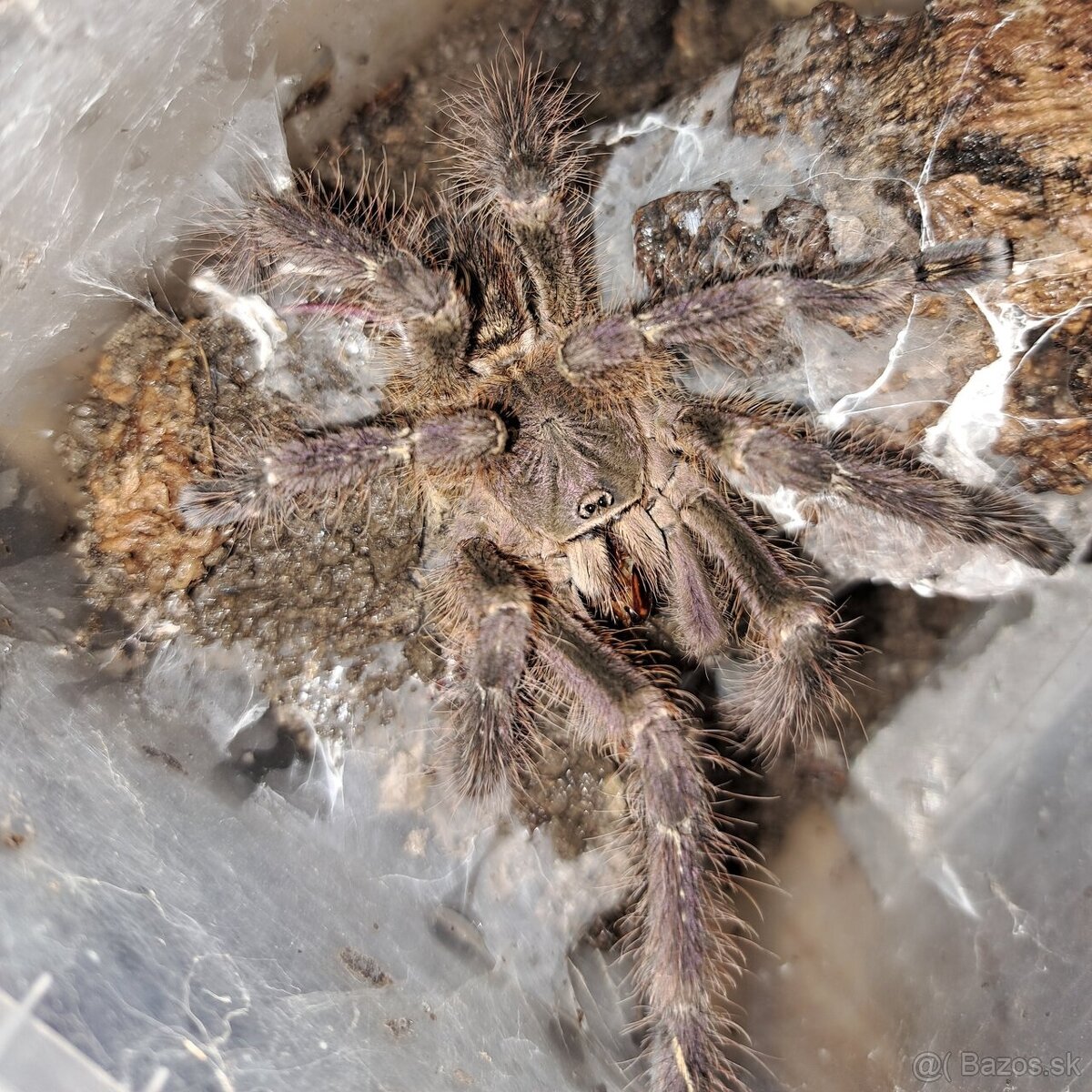 Poecilotheria sp. lowland subfusca 1.0