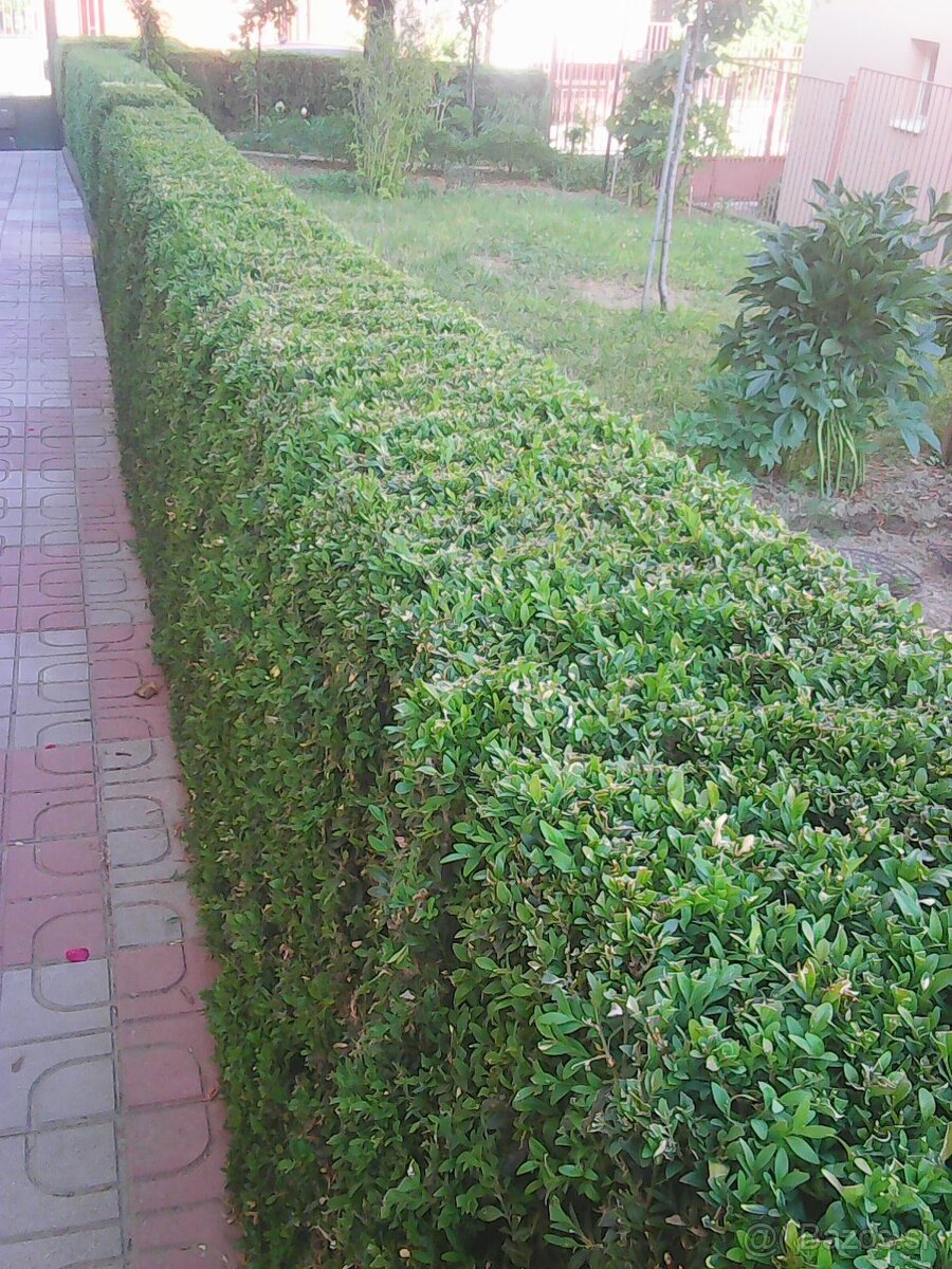 buxus vzdyzeleny