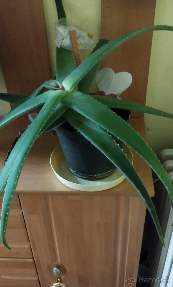 Aloe vera