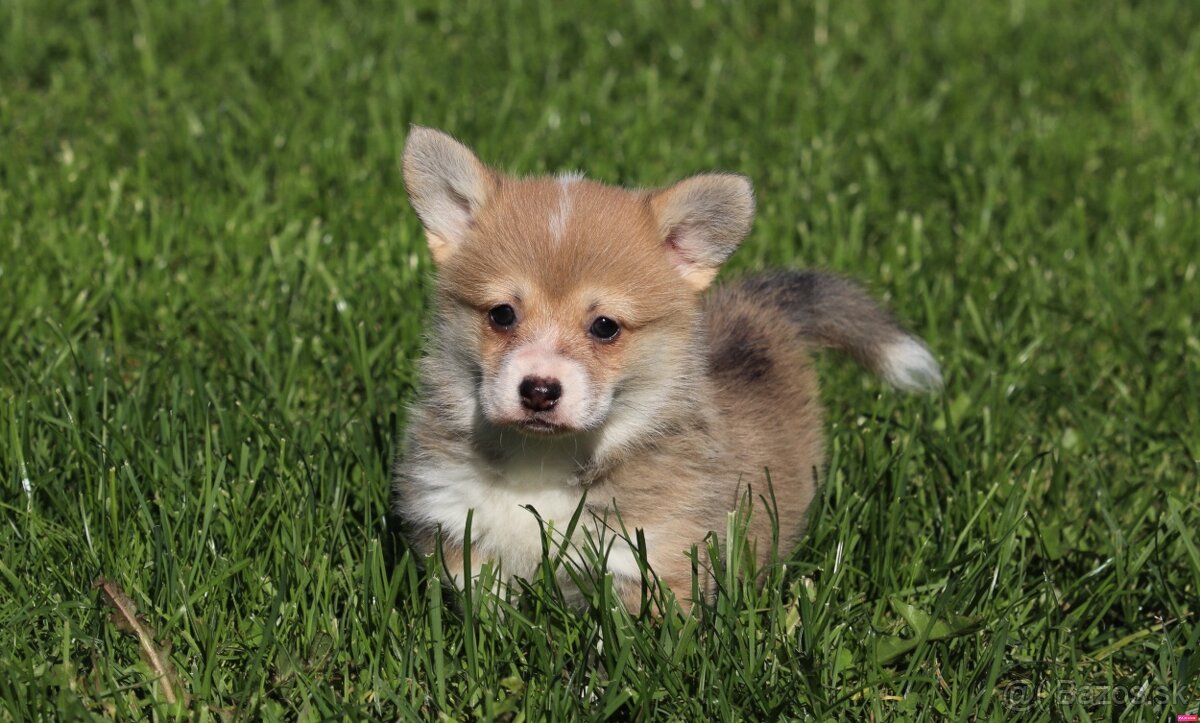 Welsh Corgi Pembroke