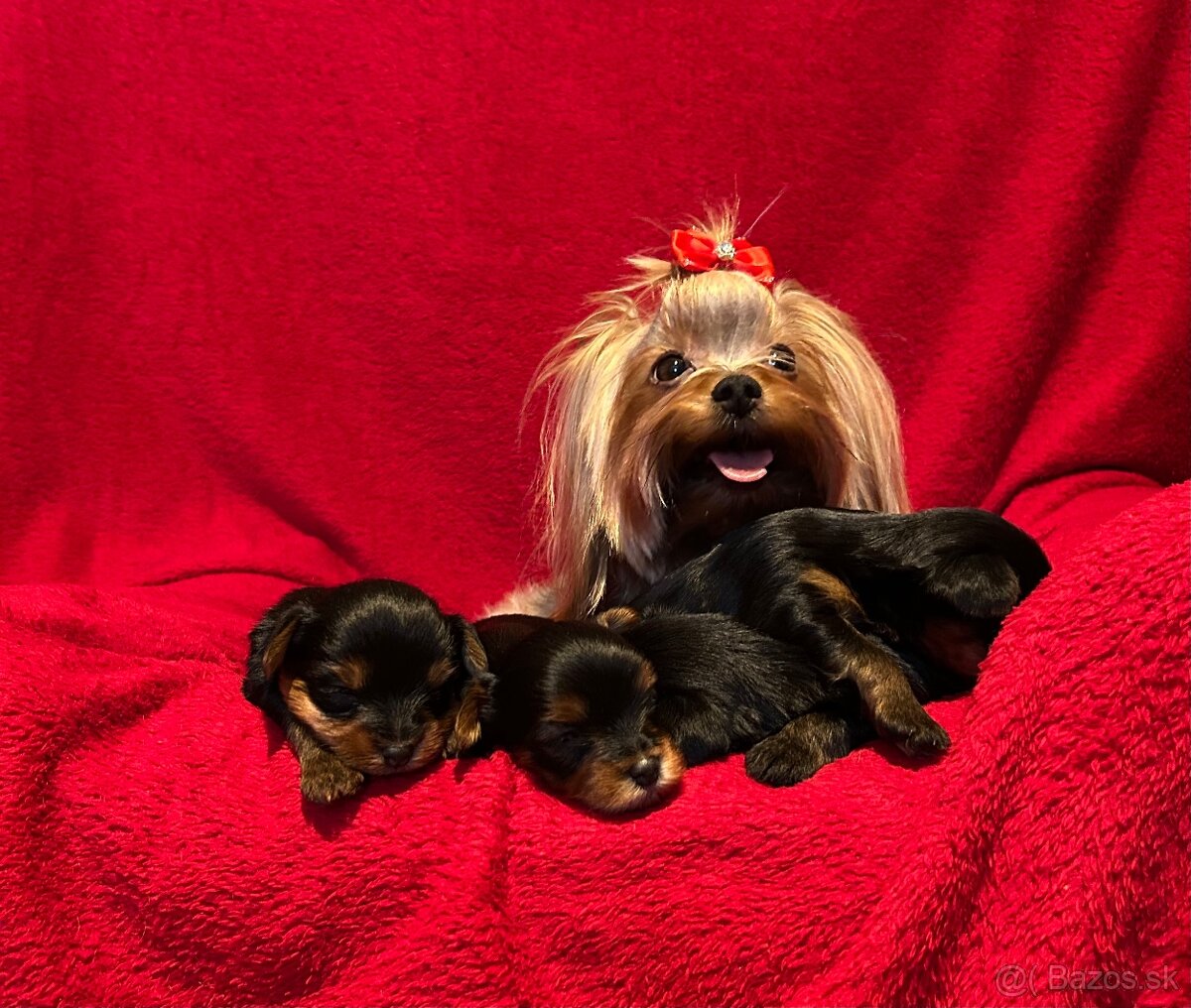 Yorkshire terrier, york