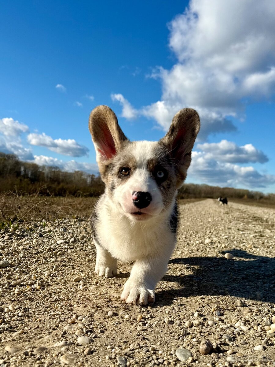 Welsh corgi cardigan.