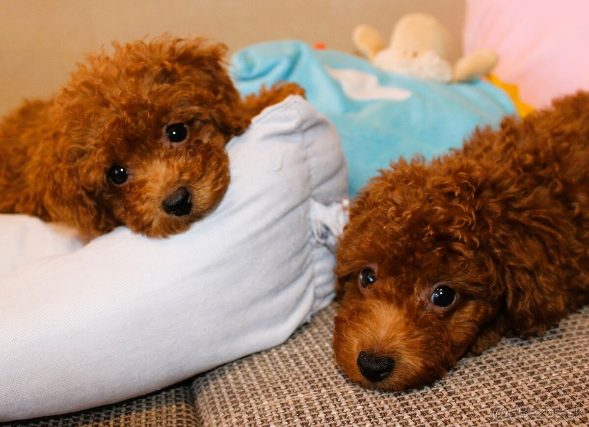 Toy pudla, Red Toy Poodle, Red Toy Pudel