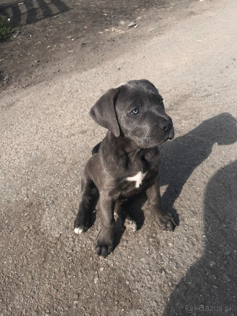 Cane corso modry