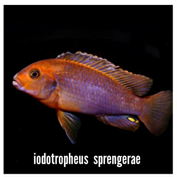 Iodotropheus sprengerae