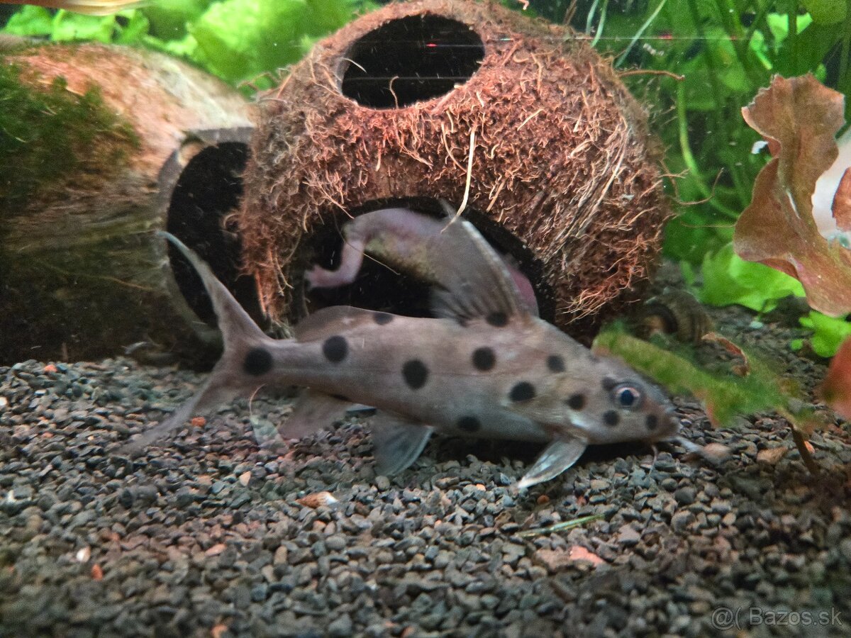 synodontis - perovec - sumcek