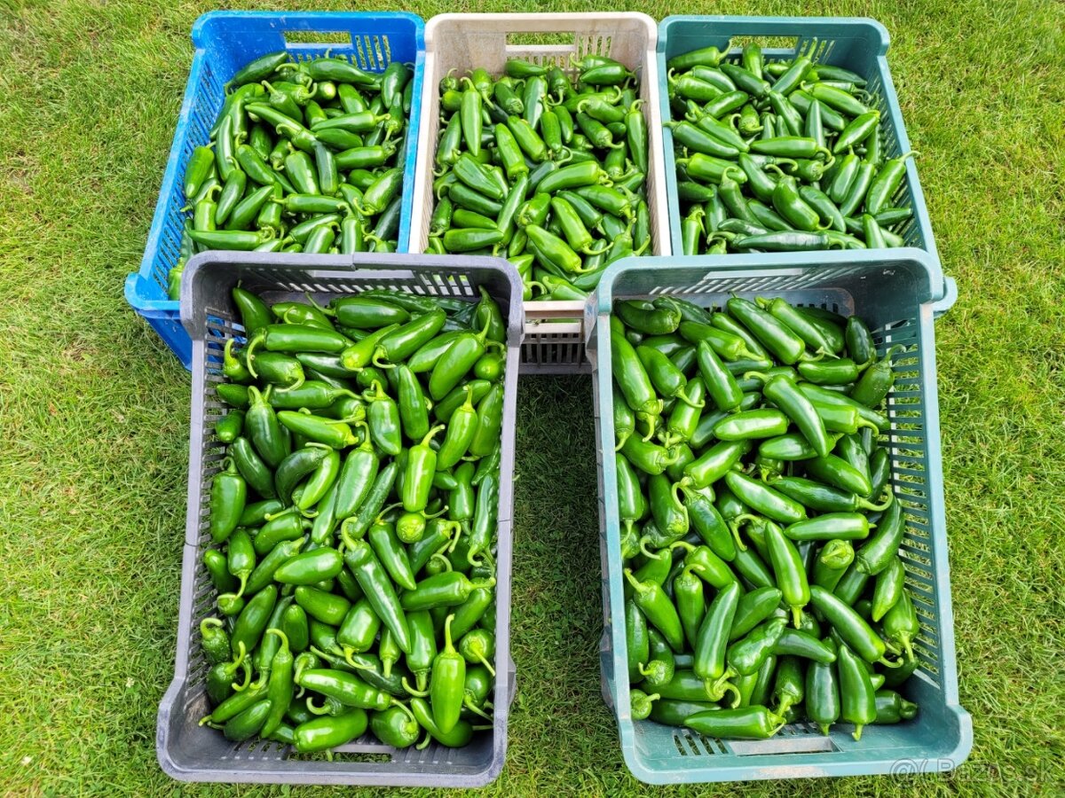 Predávame čerstvé chilli Jalapeno papričky