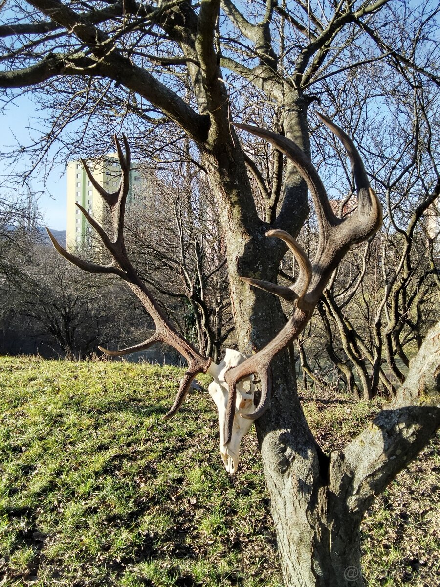 Jelenie trofeje, parohy