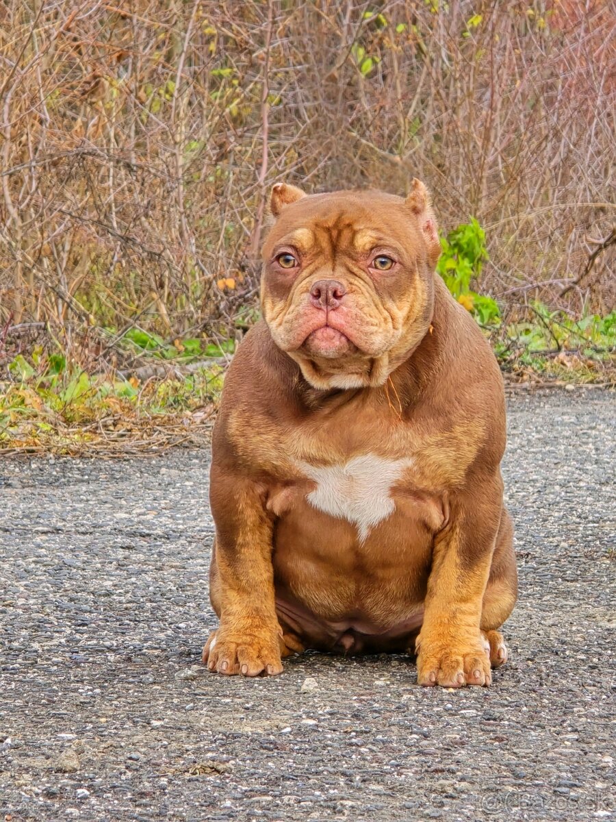 American Bully