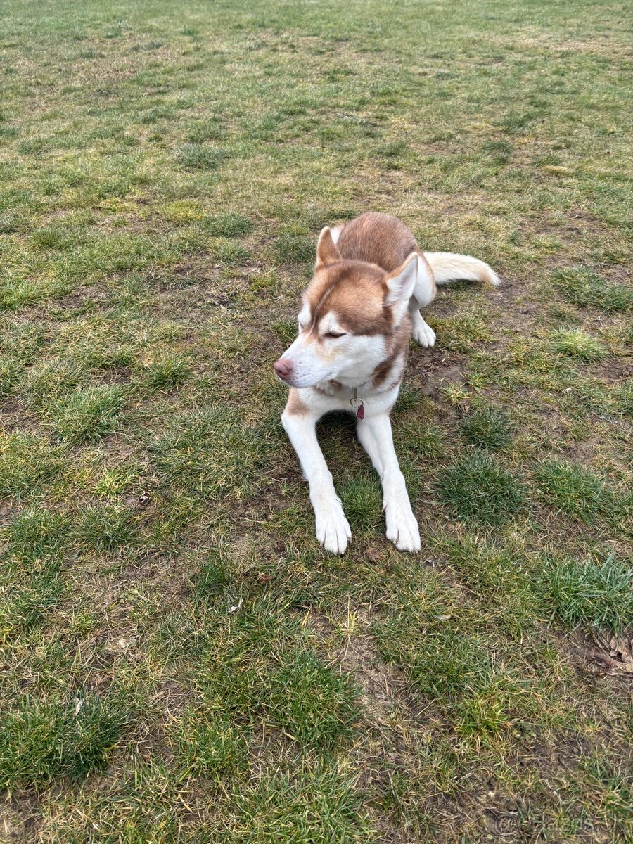 Darujem Huskyho do dobrých rúk