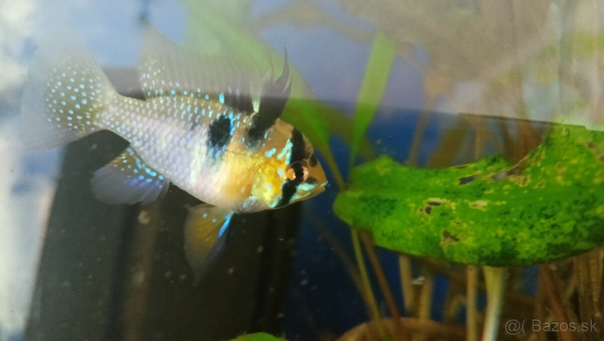 Mikrogeophagus ramirezi Asie