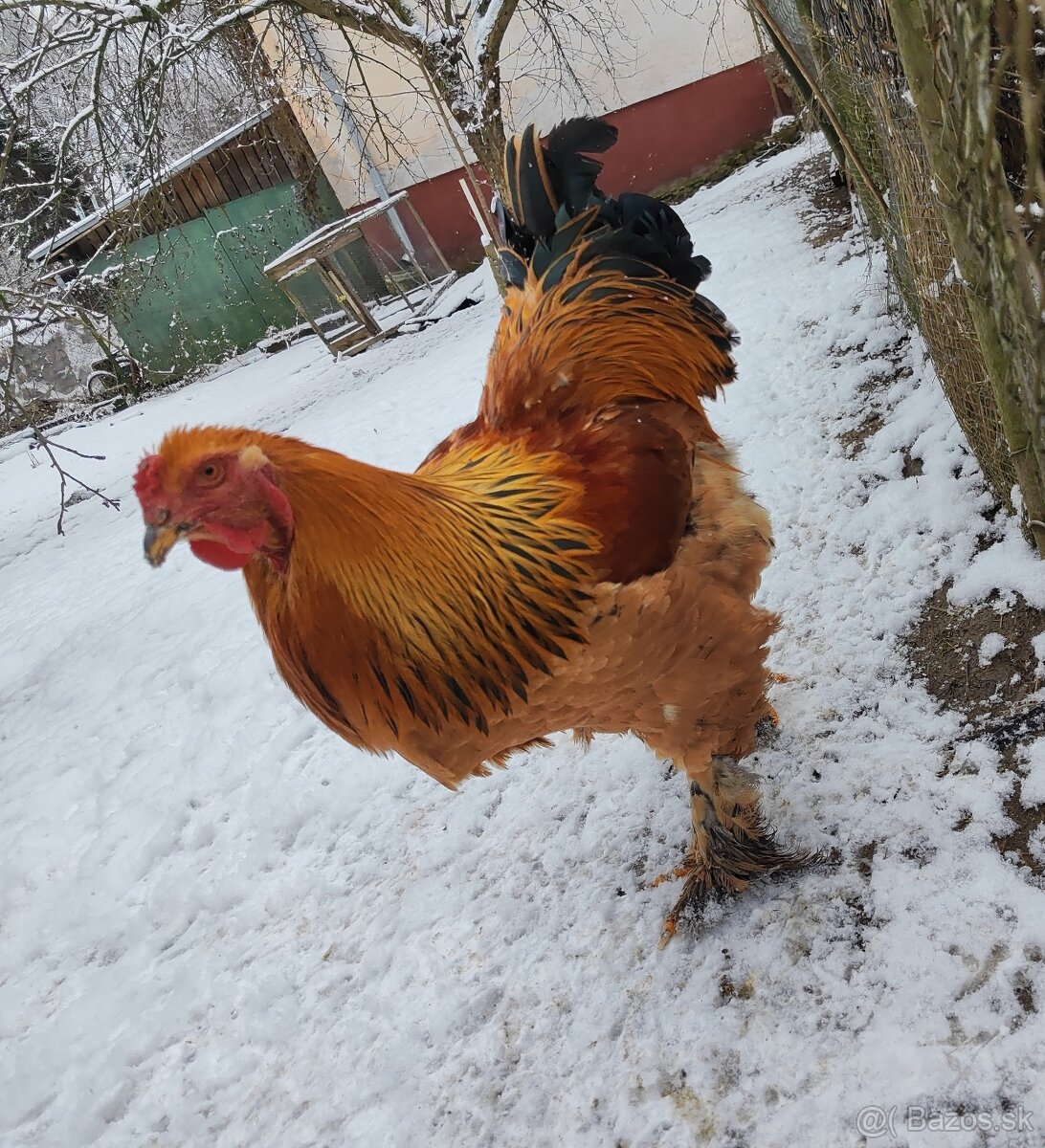 Brahma hnedá columbia