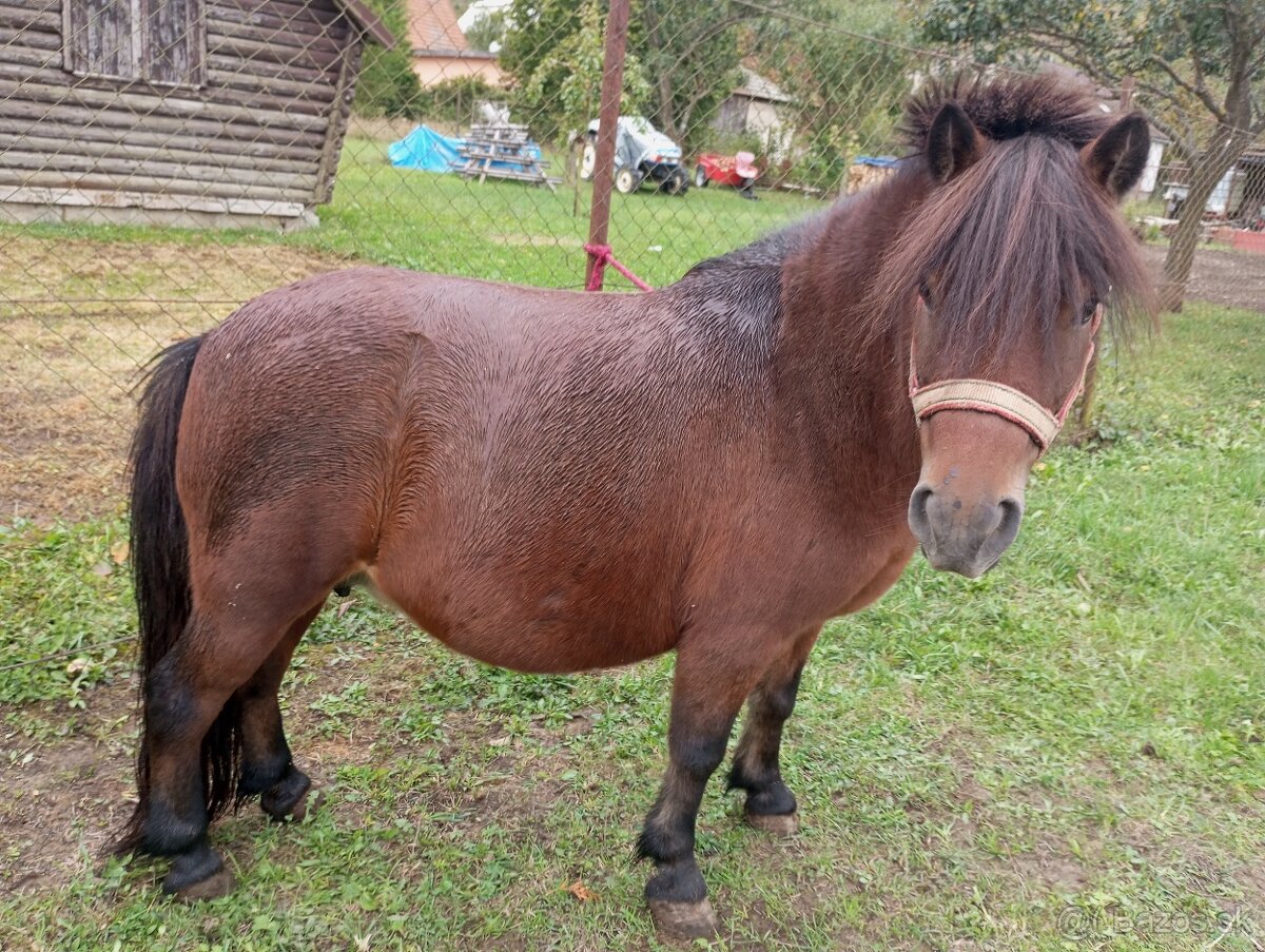 Predám poníky.