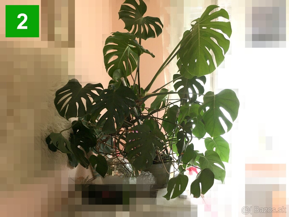 Monstera deliciosa