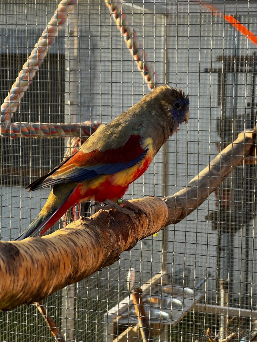 Papagáj Červenobruchý Red-vented Bluebonnet