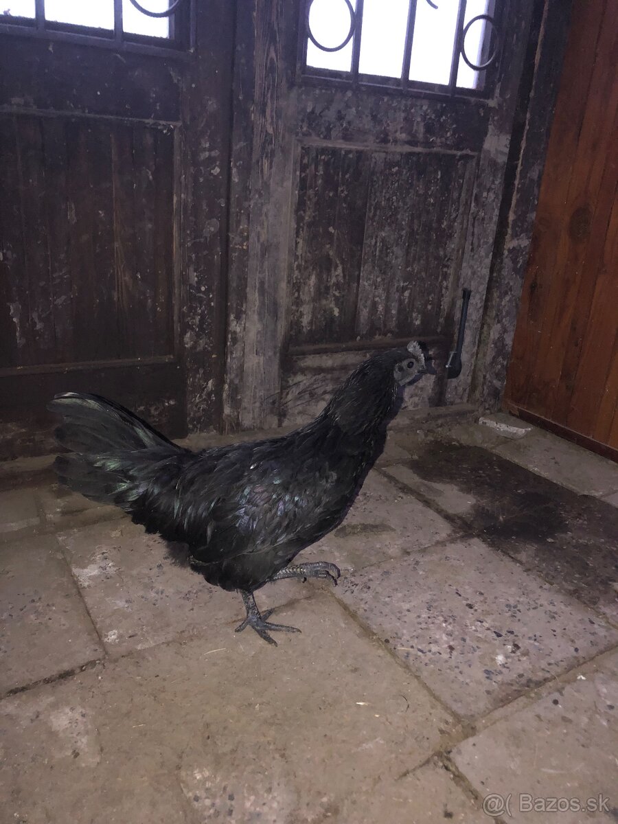 Ayam Cemani