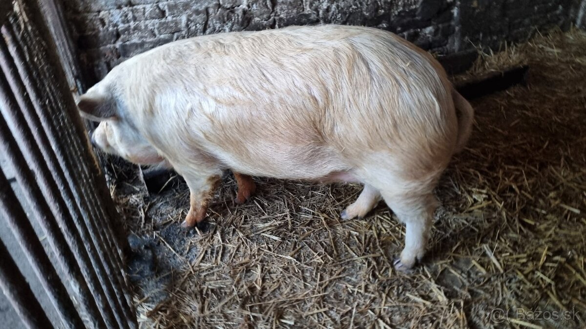 duroc xmangalica