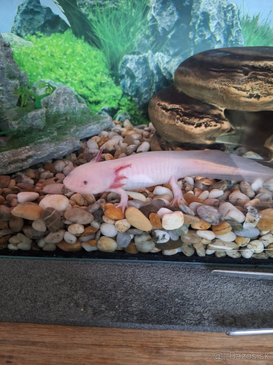 Predám  axolotl mexicky