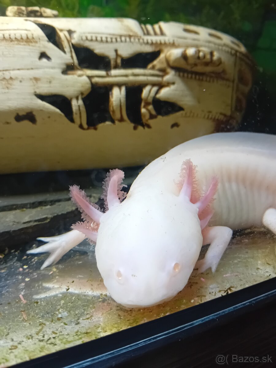 Predam axolotl