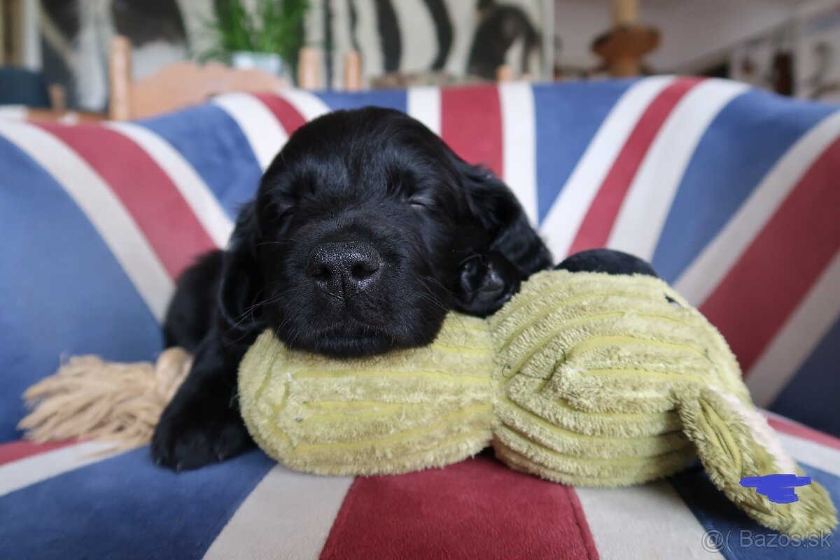 šteniatka Goldendoodle