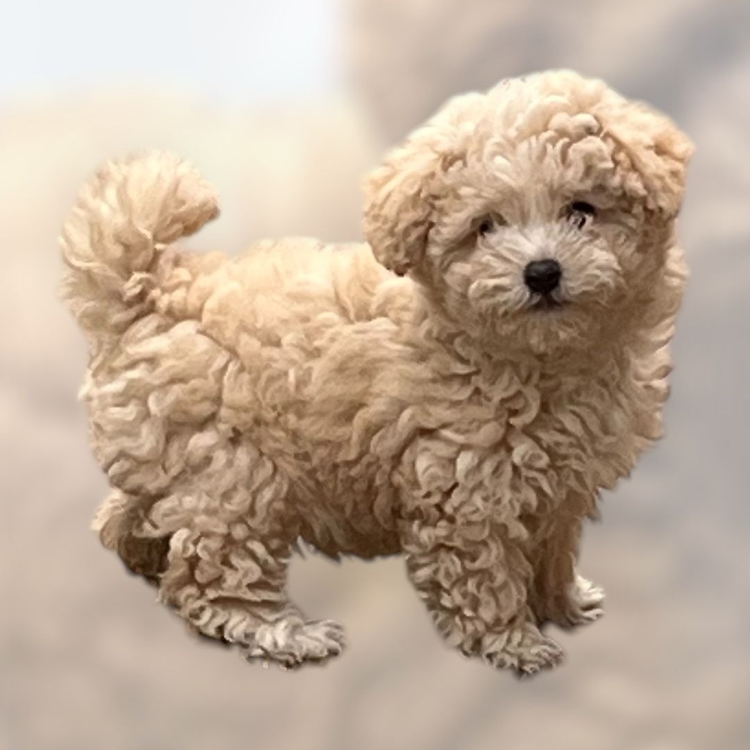 Maltipoo, maltipo