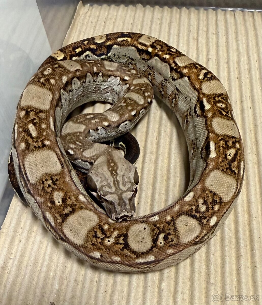 Boa Constrictor - Velhad Kralovsky