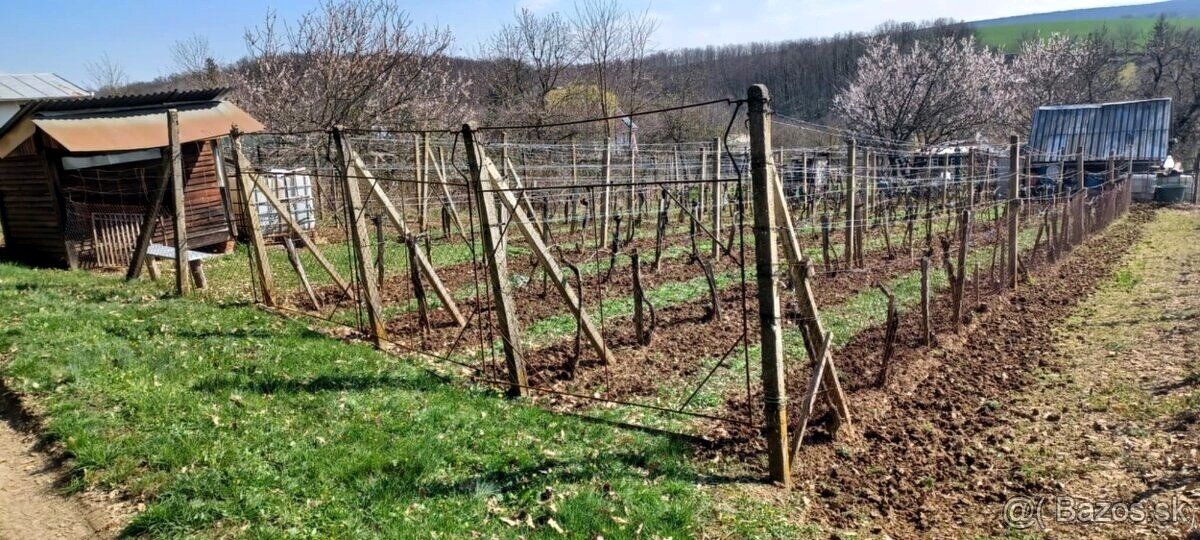 Rekreačný pozemok pod lesom s viničným sadom Levice - Čankov