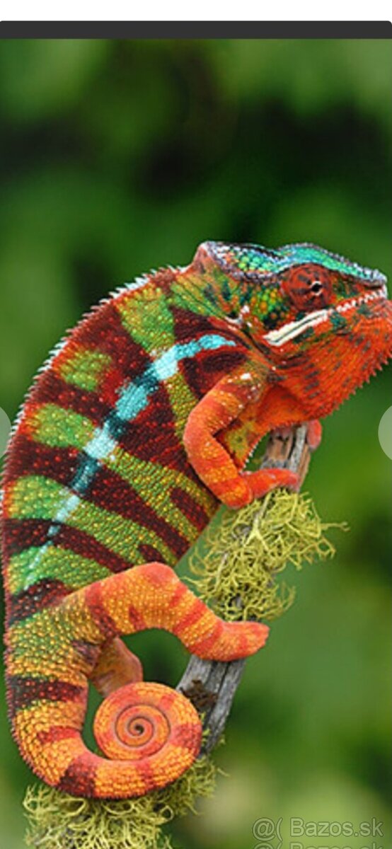 Chameleon pardali