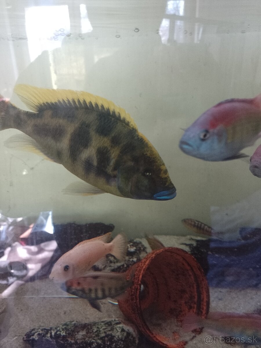 Samec Nimbochromis venustus.