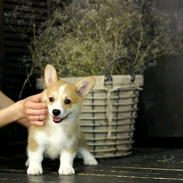 Šteniatko Corgi