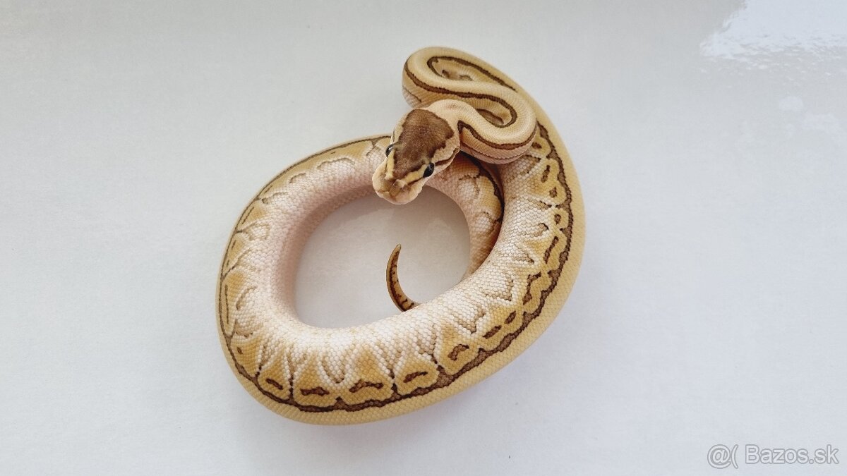 Python regius