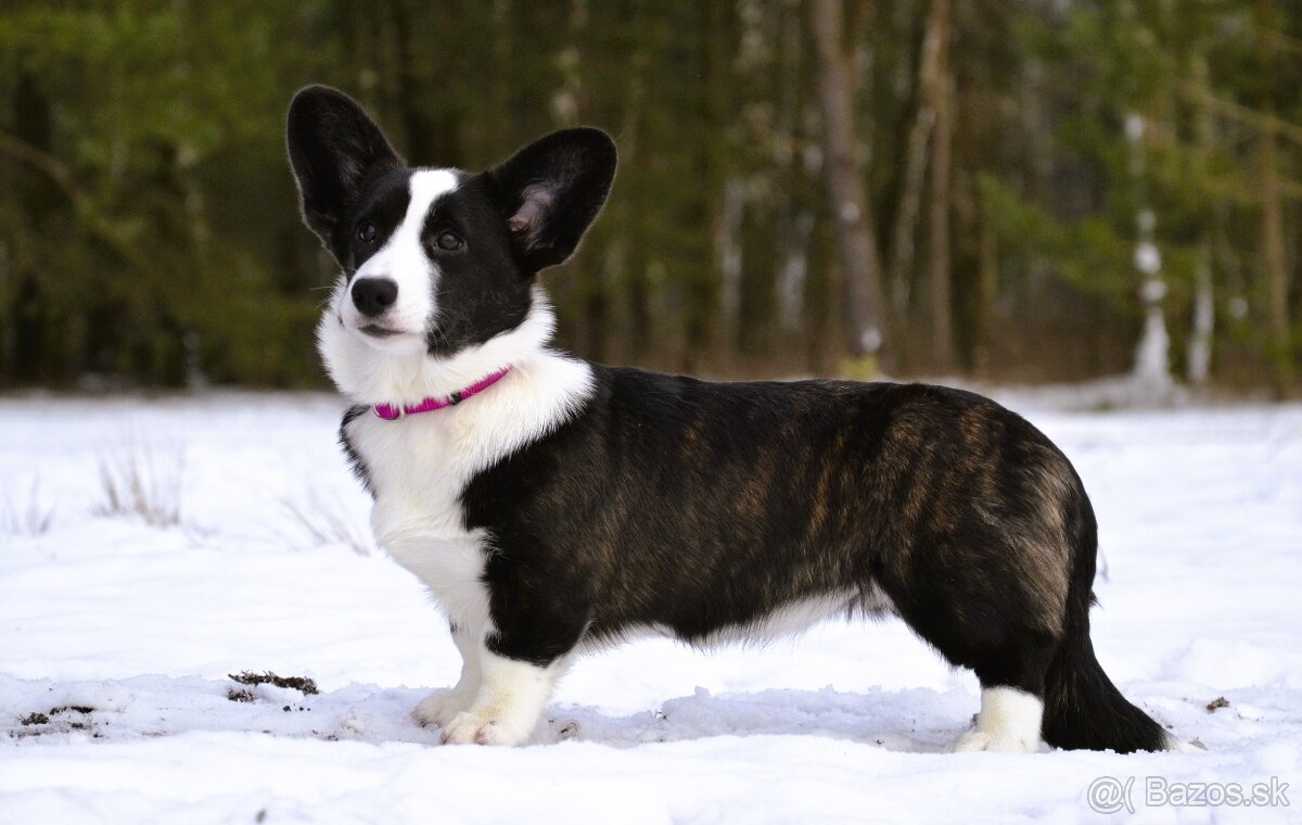 Welsh Corgi Cardigan Krásna FCI dievčina