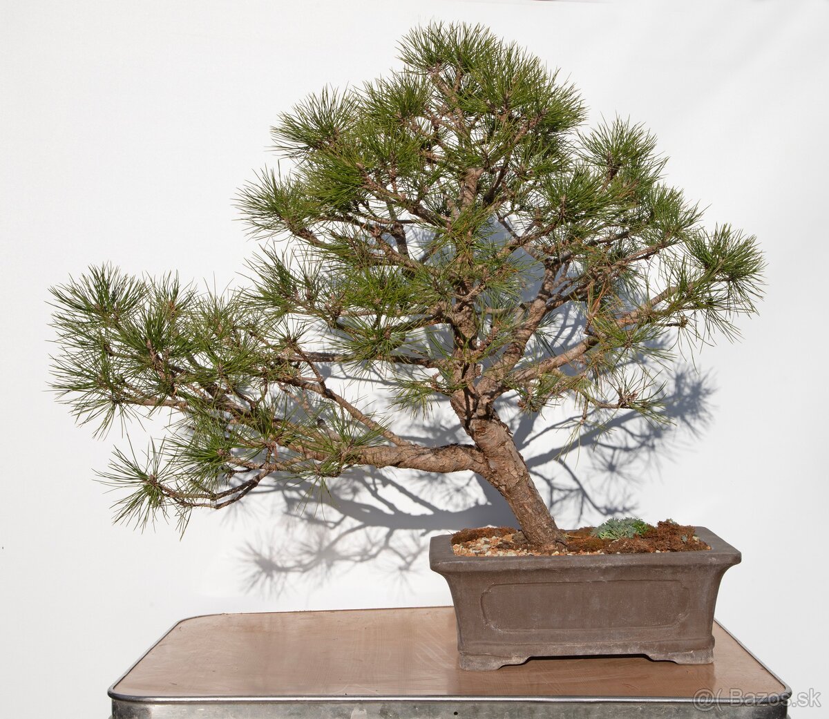 bonsai, bonsaj borovica