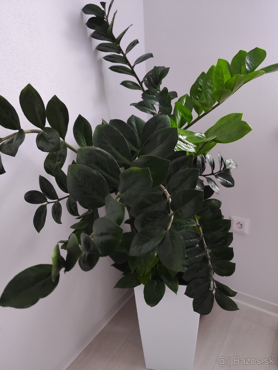 Zamioculcas-izbovy kvet