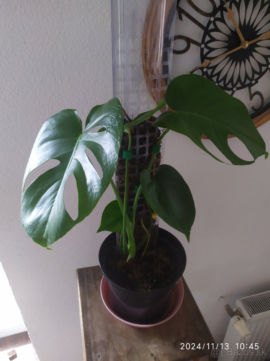 Monstera5