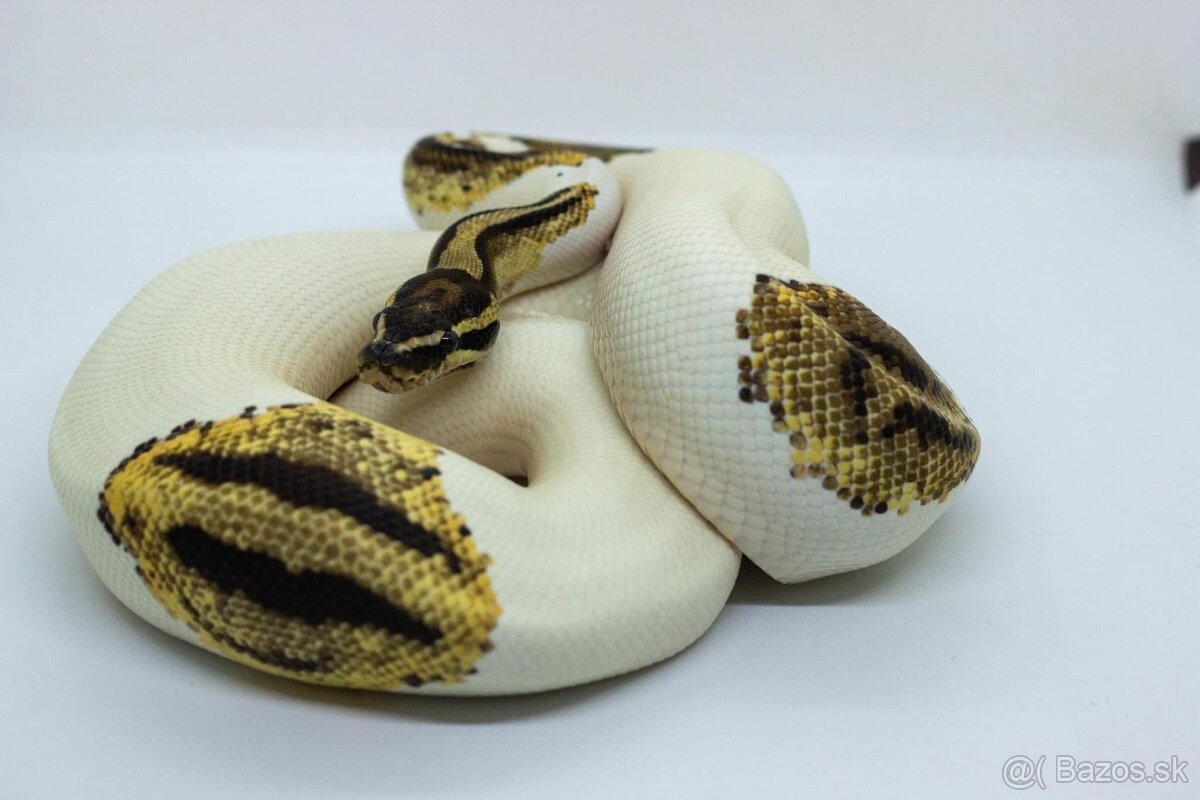 Python regius