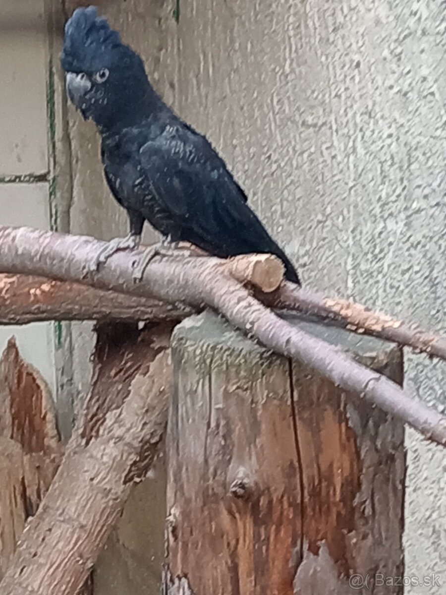 Calyptorhynchus banksii (kakadu Havraní