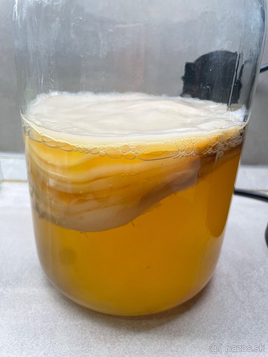 Kombucha huba