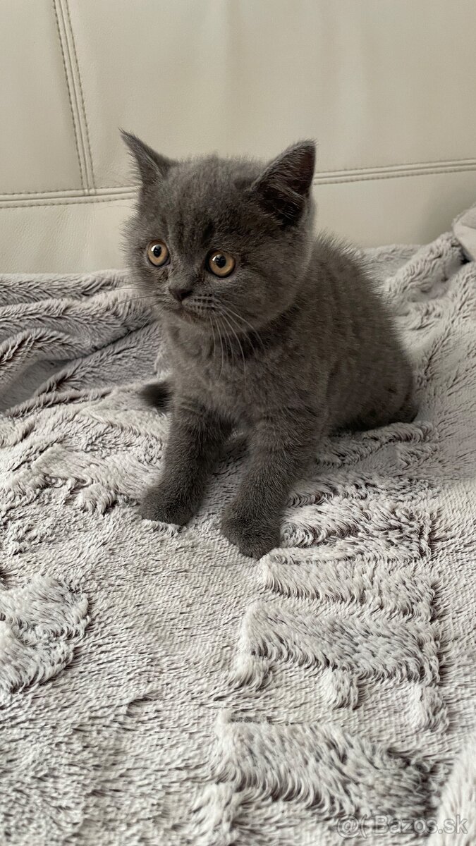 Škótska klapouchá mačka scottish fold-straight mačiatka