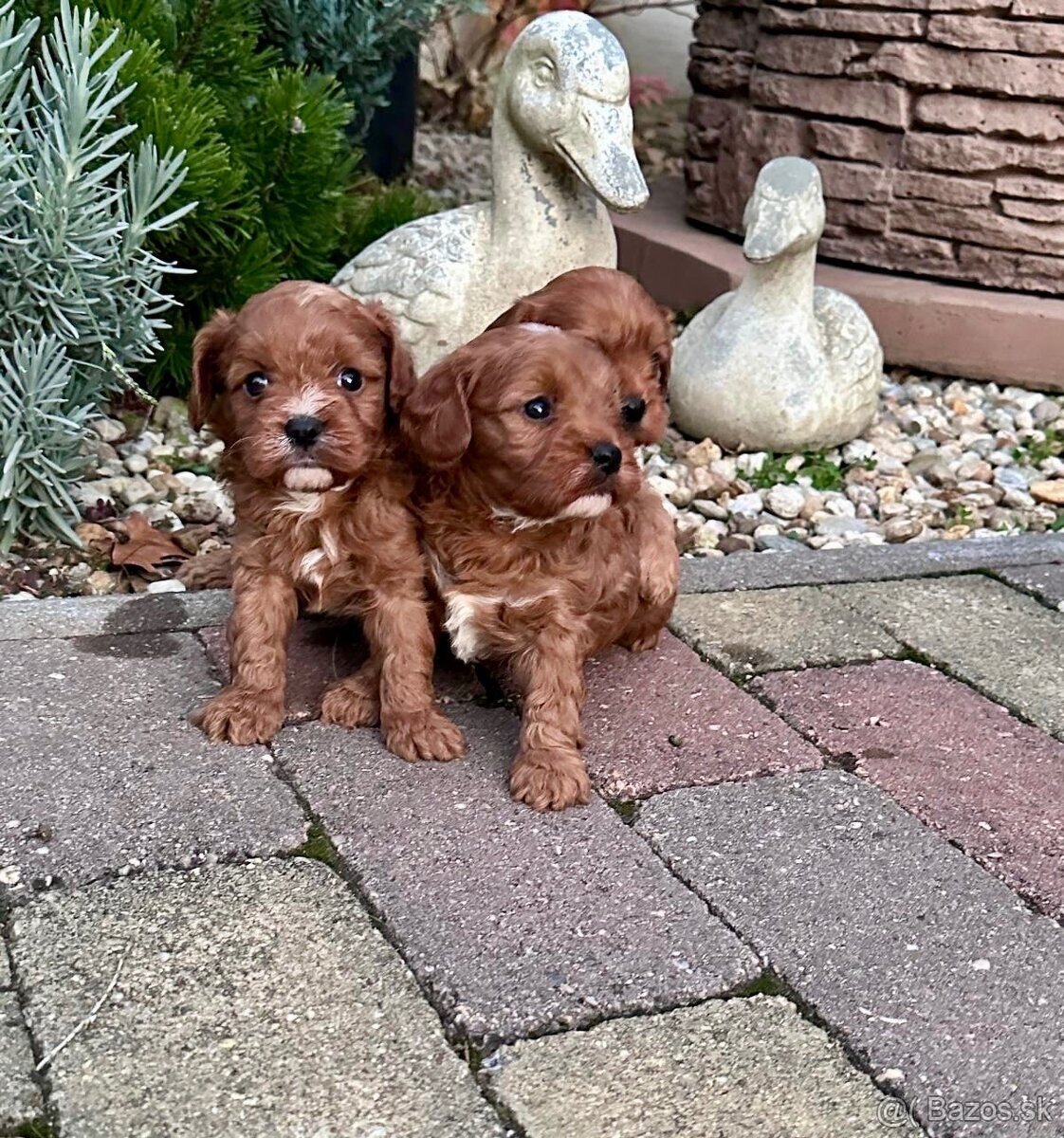 Cavapoo,Pudel,cavalier